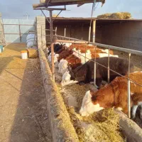 شیرخواروخوراک خور|حیوانات مزرعه|بیستون, |دیوار