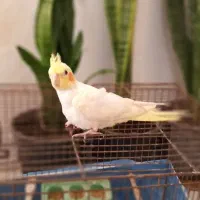 عروس هلندی دوماهه