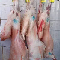 گوشت گوساله گوشت گوسفندفلکه شهرک قصابی مجید