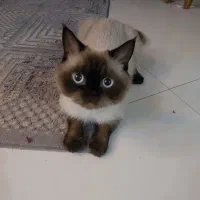 نژاد اسکاتیش هیمالین نژاد کمیاب نر می‌باشد