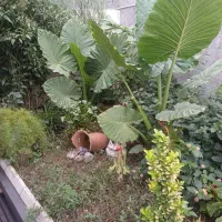 اجاره روزانه در رشت|اجارهٔ کوتاه‌مدت آپارتمان و سوئیت|رشت, لاکان شهر|دیوار