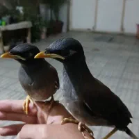 جوجه مرغ مینا