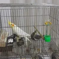 ۴ عددجوجه عروس هلندی ۳ماه ویک نر لوتیتو دستی|پرنده|لاهیجان, گلستان|دیوار