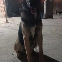 سگ ژرمن|سگ|زاهدان, |دیوار