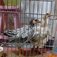 جوجه رسمی