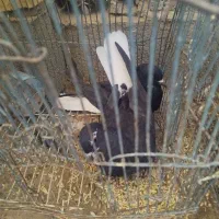 کفتر رنگی|پرنده|جغتای, |دیوار