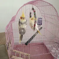 عروس هلندی بالغ مولد عکس دوم جوجه خودشونه