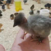 جوجه یکروزه کت جوجسی