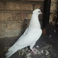 جوجه طوقی ابر بادی