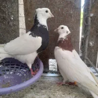 جفت طوقی نرو ماده دهن پاک.کاکلی پالخت.بدون غلط