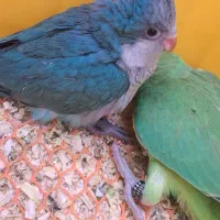 راهب آبی سرلاکی