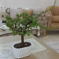 گل بنسای خرفه ای|گل و گیاه طبیعی|پاکدشت, پاکدشت (مامازند)|دیوار