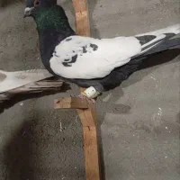 کلاغ سبز ترکه سرخ وچند تا رنگه خوشگل شهرستانی|پرنده|مشهد, قائم|دیوار