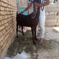 یک بز پاکستانی|حیوانات مزرعه|اصفهان, بهارستان|دیوار