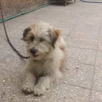 سگ نازوبازیگوش|سگ|زاهدان, |دیوار