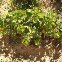 ریشه انگور کشمش