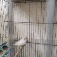 فنچ،لپ سیاه،کاکلی