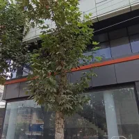 مغازه 178 متری گلها با 13 متر بر و امکان تهاتر