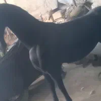 مجسمه اسب|اسب و تجهیزات اسب‌سواری|خاوران, |دیوار