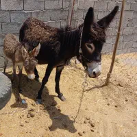 خر با کره  به فروش میرسد