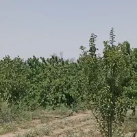 1000 متر باغ در فریمان|فروش دفتر صنعتی، کشاورزی، تجاری|فریمان, |دیوار