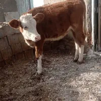 گوساله ماده قرمز سمینتال و جوانه هلشتاین|حیوانات مزرعه|هلالی, |دیوار
