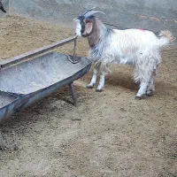 بزغاله|حیوانات مزرعه|فریمان, |دیوار