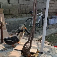 فروش اردک|حیوانات مزرعه|نوشین شهر, |دیوار