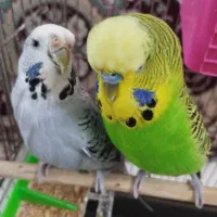 مرغ عشق انگلیسی