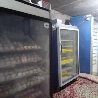 سلام دوعدد دستگاه جوجه کشی|لوازم جانبی حیوانات|قیدار, |دیوار