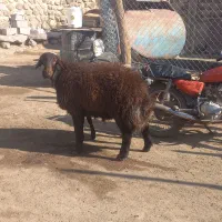 بره قوچ قزل