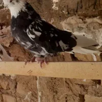 کفتر تهرانی کشیده سرور|پرنده|قم, سرحوض|دیوار