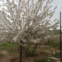 زمین داخل بافت