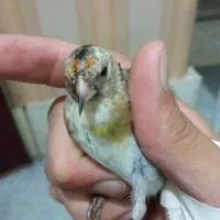 سهره چهارگل