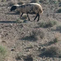 میش|حیوانات مزرعه|زرند, |دیوار