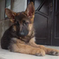 سگ ژرمن ۷ماهه ماده