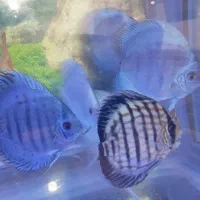 گله ده عددی دیسکس