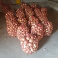 پیاز|عمدهفروشی|دورود, |دیوار