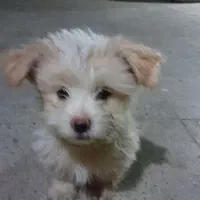 واگذاری توله|سگ|تهران, کیانشهر|دیوار