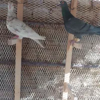 یک جفت کفتر کارخانه|پرنده|قزوین, |دیوار