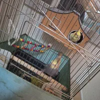 یه جفت عروس درحال تخم گذاری دوتاهم تخم داره