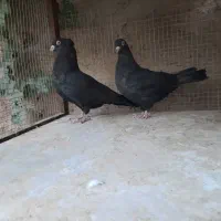 فروش کبوتر