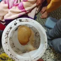 حلزون به فروش میرسد|خزنده|اسالم, |دیوار