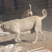 سگ گله|سگ|میاندوآب, |دیوار