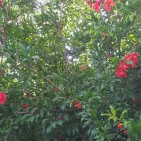 باغچه نقلی چهاردیواری فاصله تا تهران ۲۰ دقیقه|فروش خانه و ویلا|خاوران, |دیوار