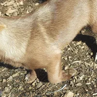 سگ خانگی|سگ|مریوان, |دیوار