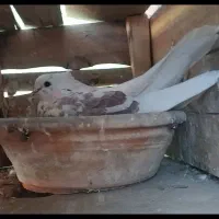 کبوتر باخت رفته