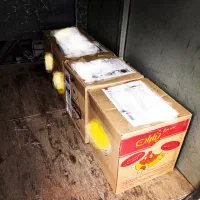 تخم نطفه دار،جوجه بلدرچین کانادایی|حیوانات مزرعه|زاهدان, |دیوار