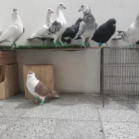 کفتر شهرستانی ورنگی