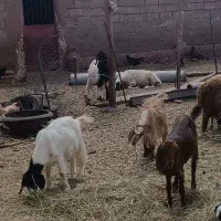 بزغاله تخمی برای داشتی